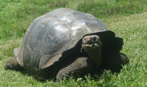 Life in the slow lane, CNBC Business