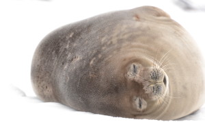 Antarctica with Silversea, whatsworthit.com